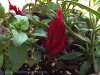 pictures/pic21.jpg