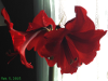 pictures/pic24.jpg
